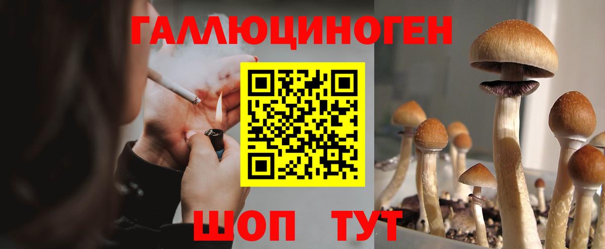 Псилоцибиновые грибы Cubensis Вологда